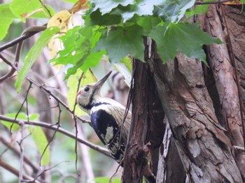 2023年9月30日(土) 札幌市 旭山記念公園の野鳥観察記録