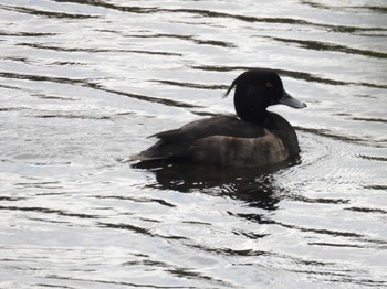 2023年10月2日(月) 西岡公園(西岡水源地)の野鳥観察記録