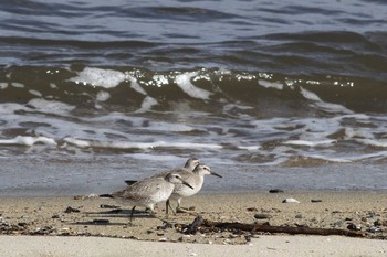 Red Knot Gonushi Coast Sat, 9/22/2018