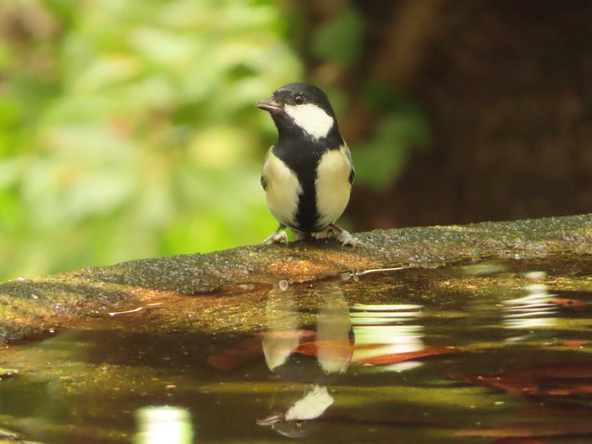 シジュウカラ