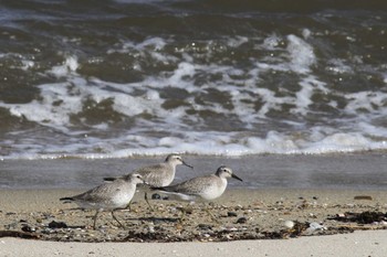 Red Knot Gonushi Coast Sat, 9/22/2018