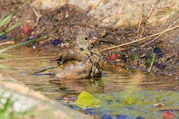 カワラヒワ 石ケ谷公園 2023年9月28日(木)