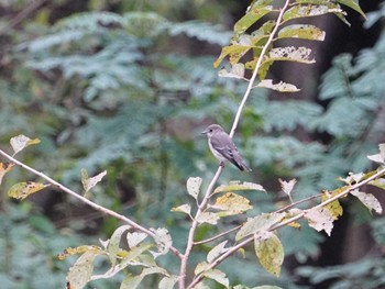 Fri, 9/21/2018 Birding report at 甲山森林公園