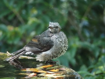 Brown-eared Bulbul 権現山(弘法山公園) Thu, 10/5/2023