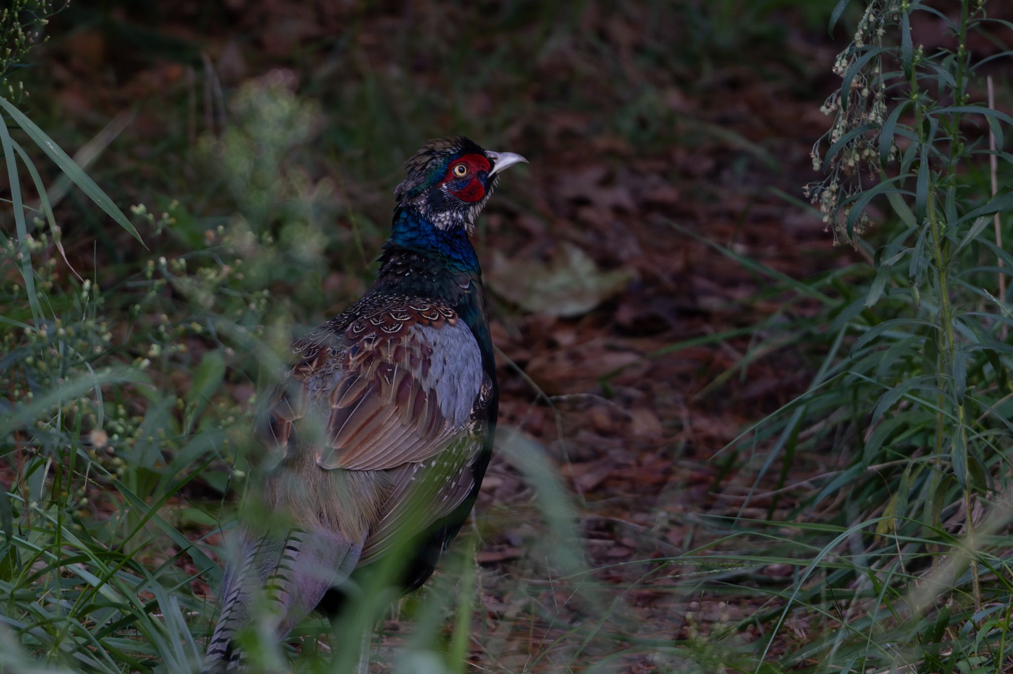 Photo of Green Pheasant at 新潟市西区 by ぽちゃっこ