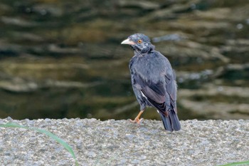 Crested Myna 金井遊水地(金井遊水池) Sun, 10/1/2023