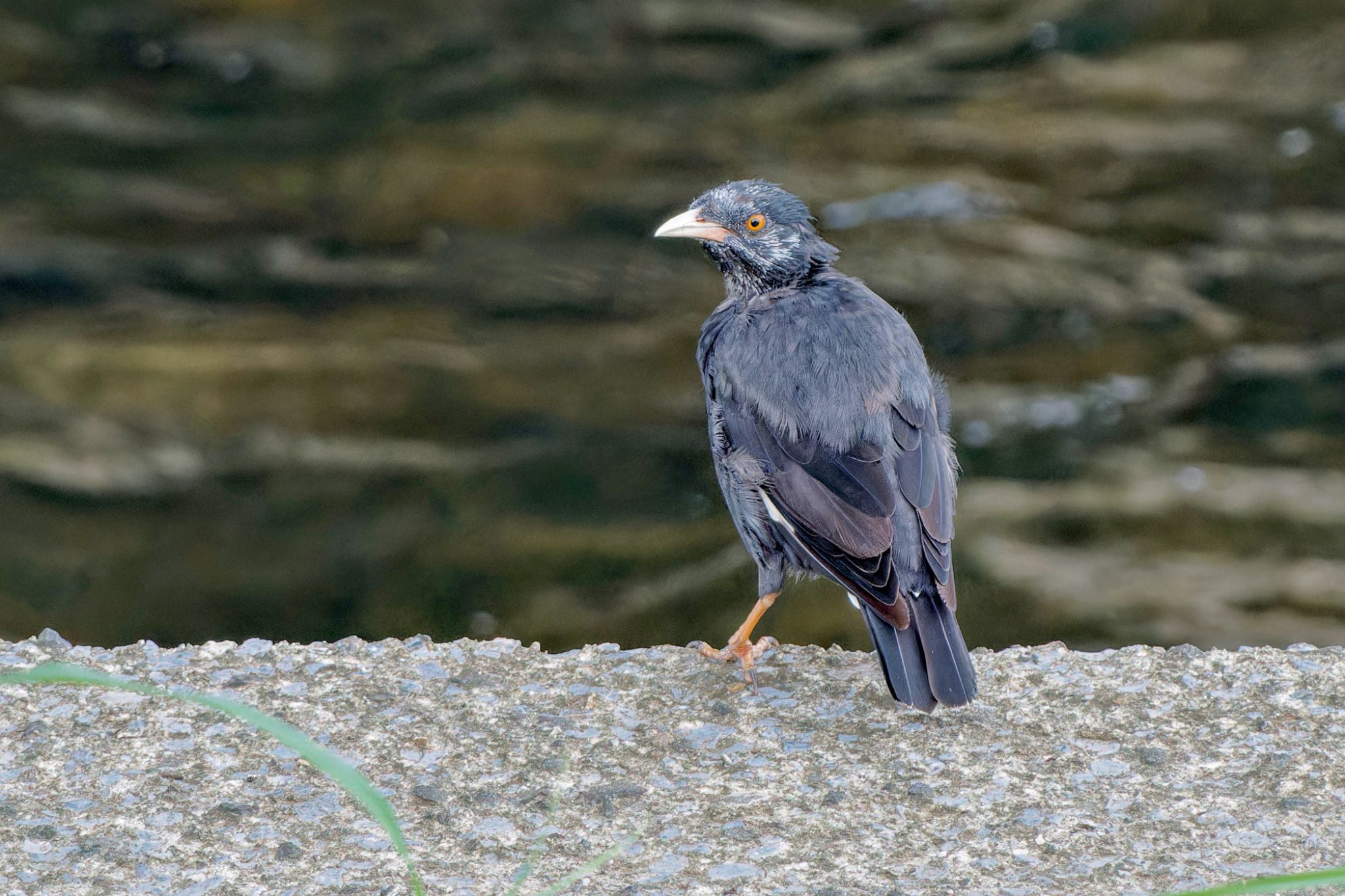 Crested Myna