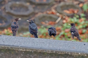 Crested Myna 金井遊水地(金井遊水池) Sun, 10/1/2023