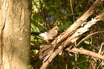 Eurasian Jay(brandtii) 札幌清田区 Mon, 10/9/2023