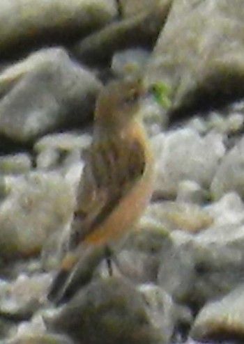 Amur Stonechat 尼崎市農業公園 Sun, 10/8/2023