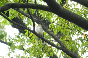 Asian Brown Flycatcher 尼崎市農業公園 Sun, 10/8/2023