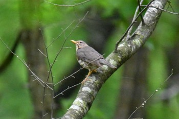 Japanese Thrush 苫小牧市 Sun, 6/11/2023