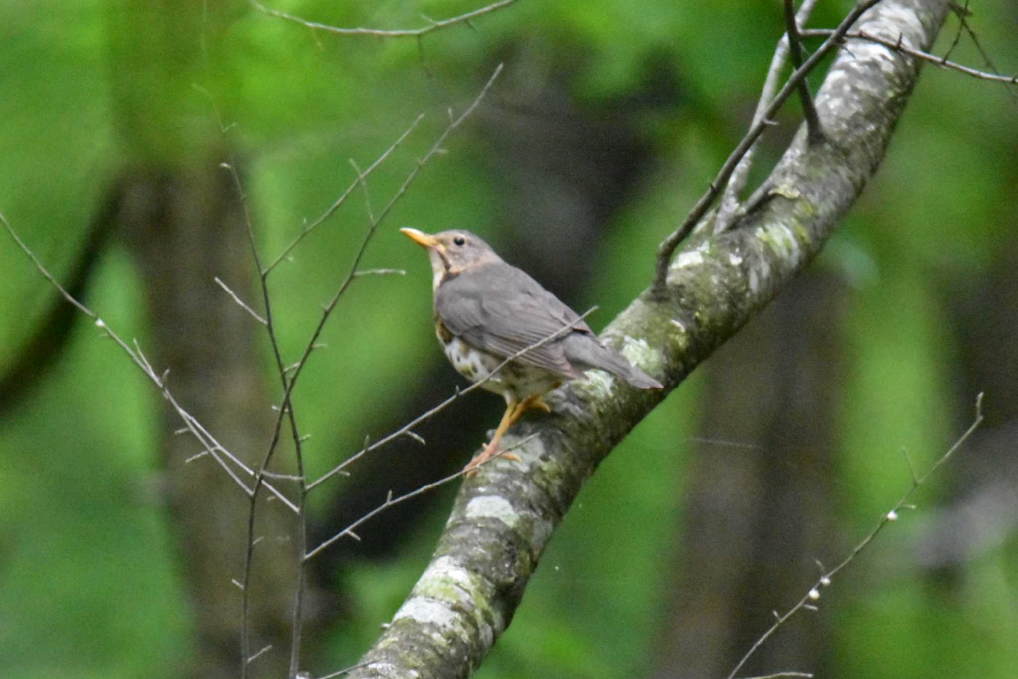 Photo of Japanese Thrush at 苫小牧市 by Makoto