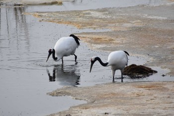 Red-crowned Crane 恵庭市 Sun, 3/12/2023