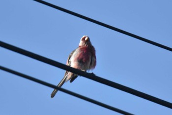 Siberian Long-tailed Rosefinch 石狩 茨戸 Sun, 6/25/2023