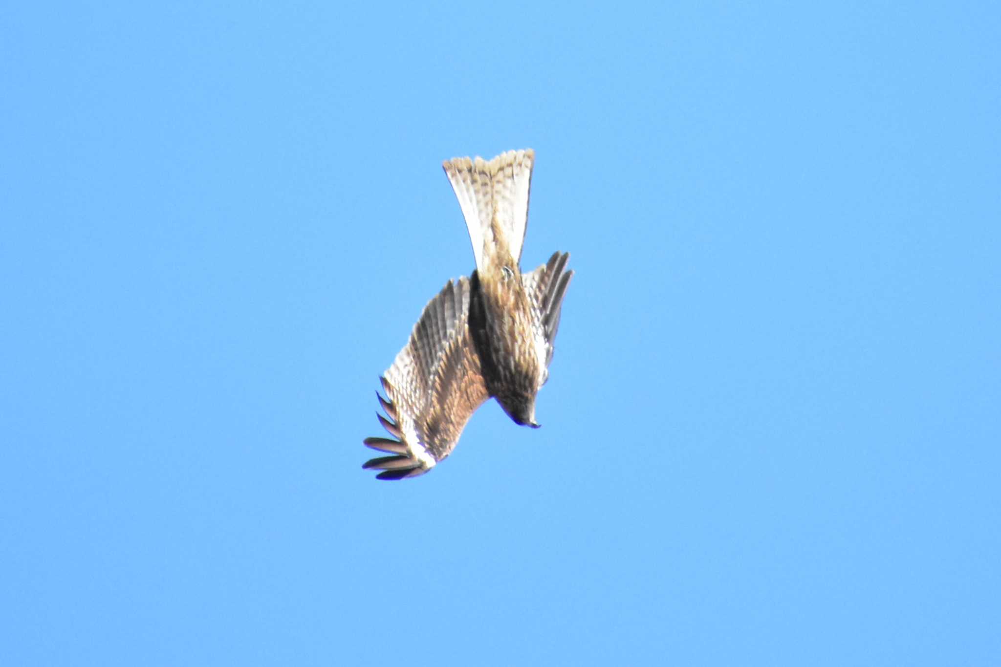 Photo of Black Kite at 南幌 by Makoto