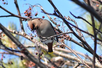 Bohemian Waxwing 恵庭市 Sun, 3/5/2023