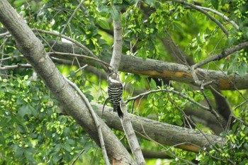 Japanese Pygmy Woodpecker 昆陽池 Mon, 10/9/2023