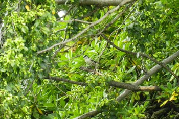 Long-tailed Tit 昆陽池 Mon, 10/9/2023