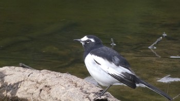 2023年10月11日(水) 奈良公園の野鳥観察記録
