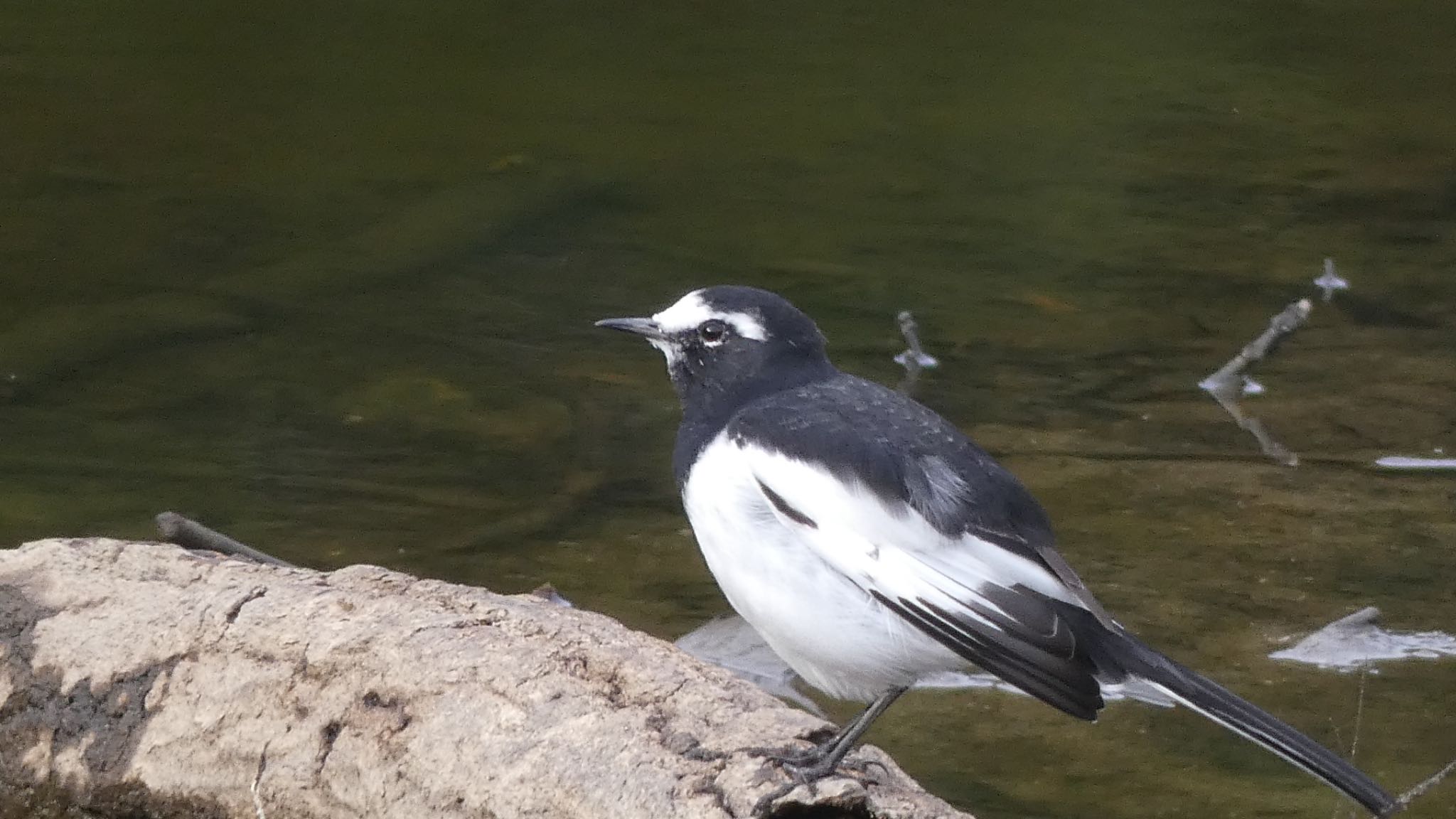 Japanese Wagtail