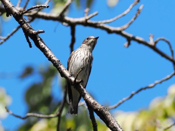 2023年10月11日(水) 昭和記念公園の野鳥観察記録