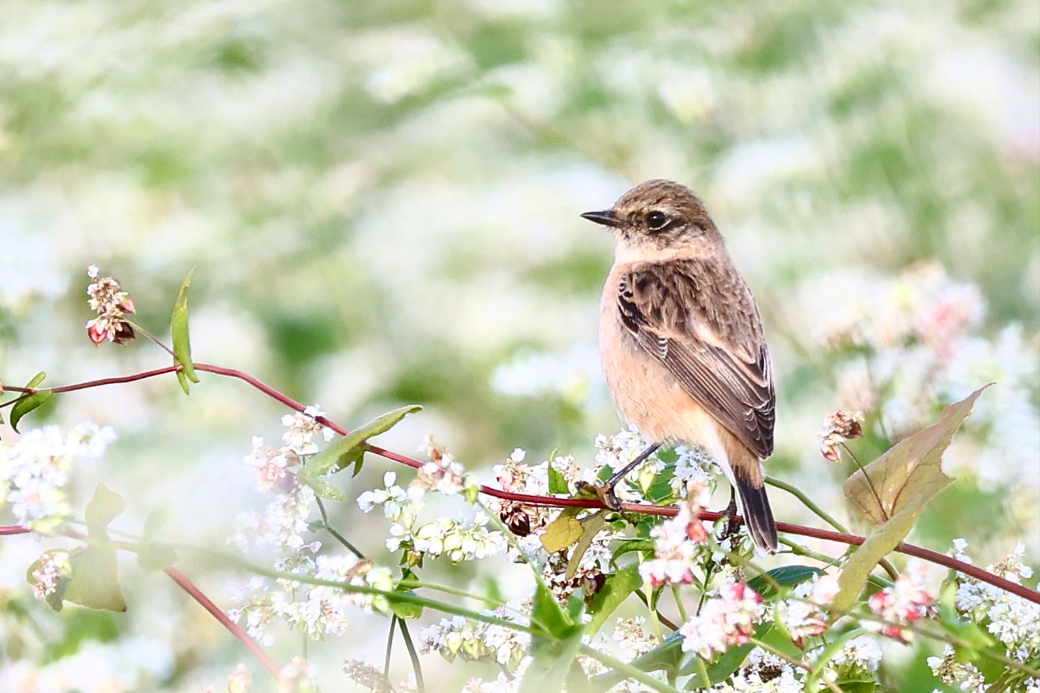 Amur Stonechat