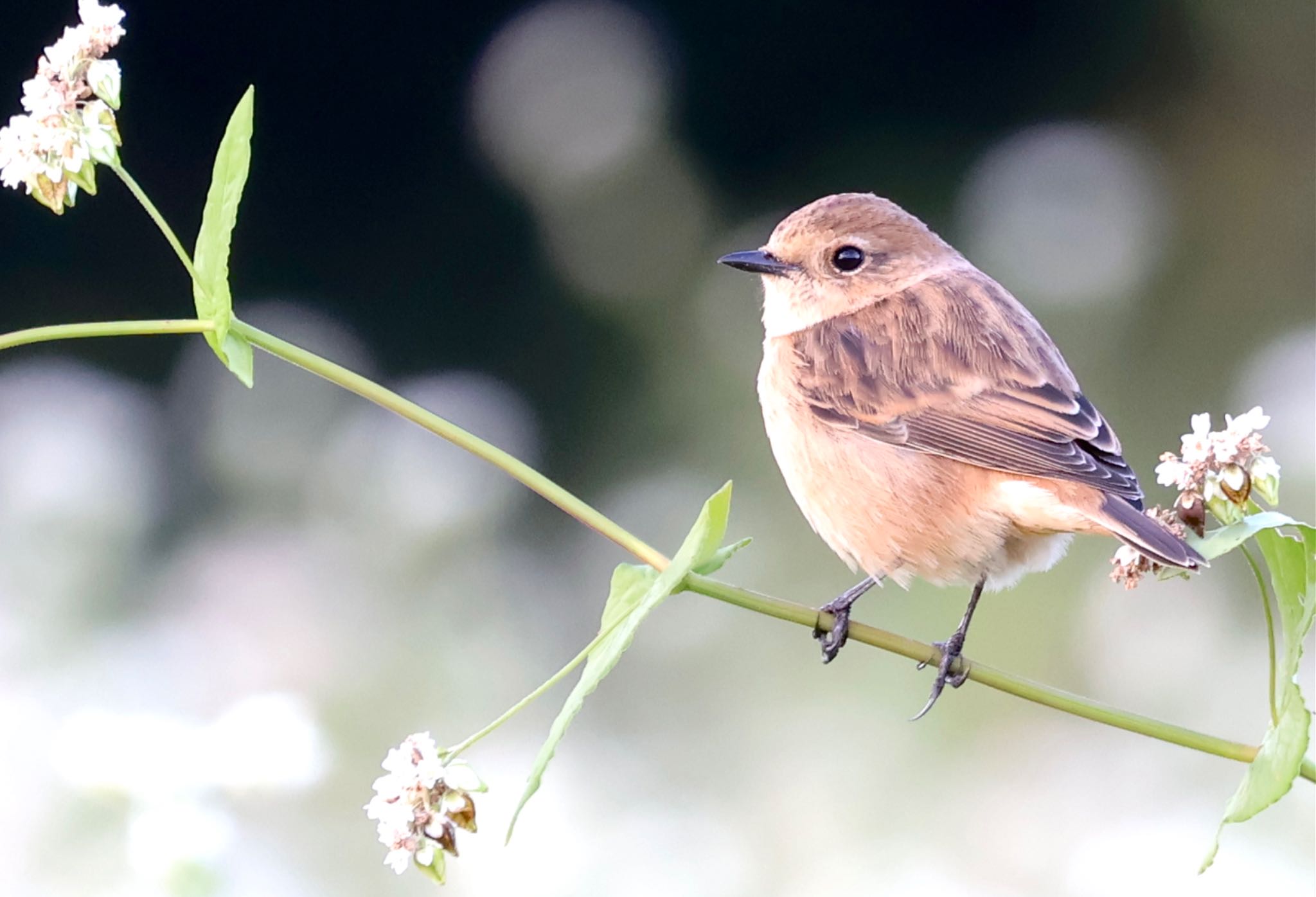 Amur Stonechat