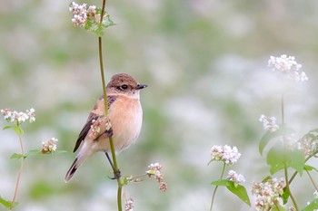 2023年10月7日(土) 渋川市の野鳥観察記録