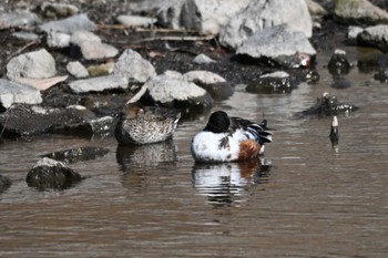 Northern Shoveler 大室公園 Sun, 2/26/2023