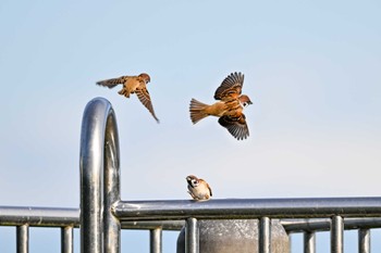 Eurasian Tree Sparrow Watarase Yusuichi (Wetland) Wed, 10/11/2023