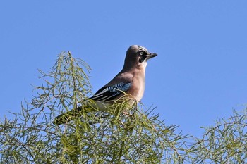 Eurasian Jay Watarase Yusuichi (Wetland) Wed, 10/11/2023