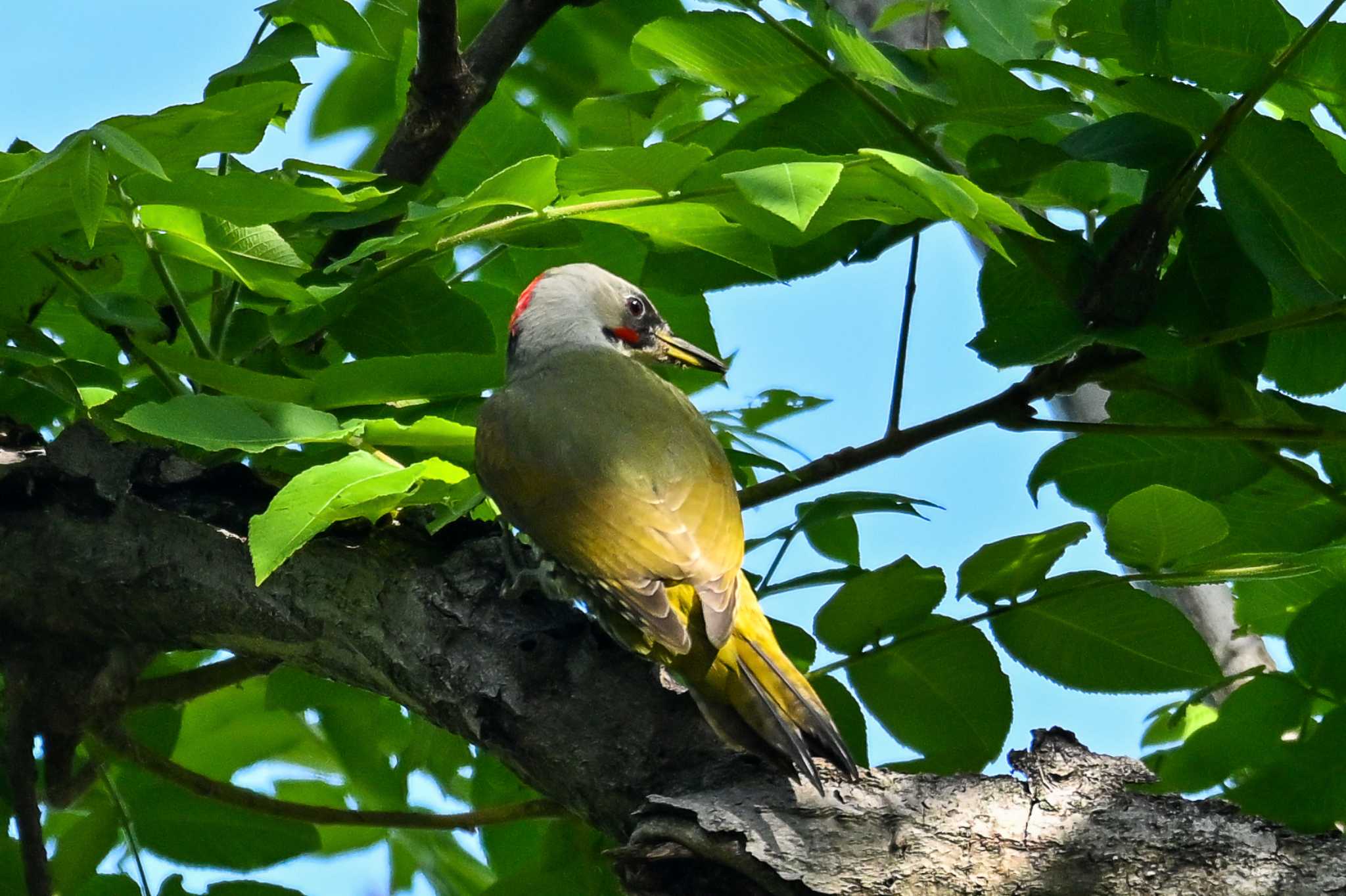 Photo of Japanese Green Woodpecker at Watarase Yusuichi (Wetland) by Yokai