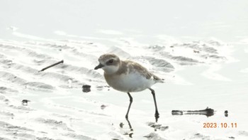 メダイチドリ ふなばし三番瀬海浜公園 2023年10月11日(水)