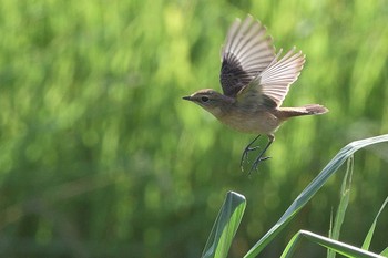 Amur Stonechat 狭山湖堤防 Wed, 10/11/2023