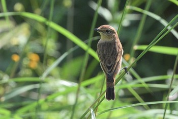 Amur Stonechat 狭山湖堤防 Wed, 10/11/2023