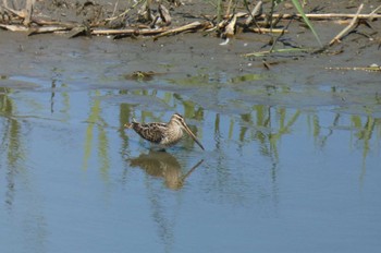 タシギ 東京港野鳥公園 2023年10月7日(土)