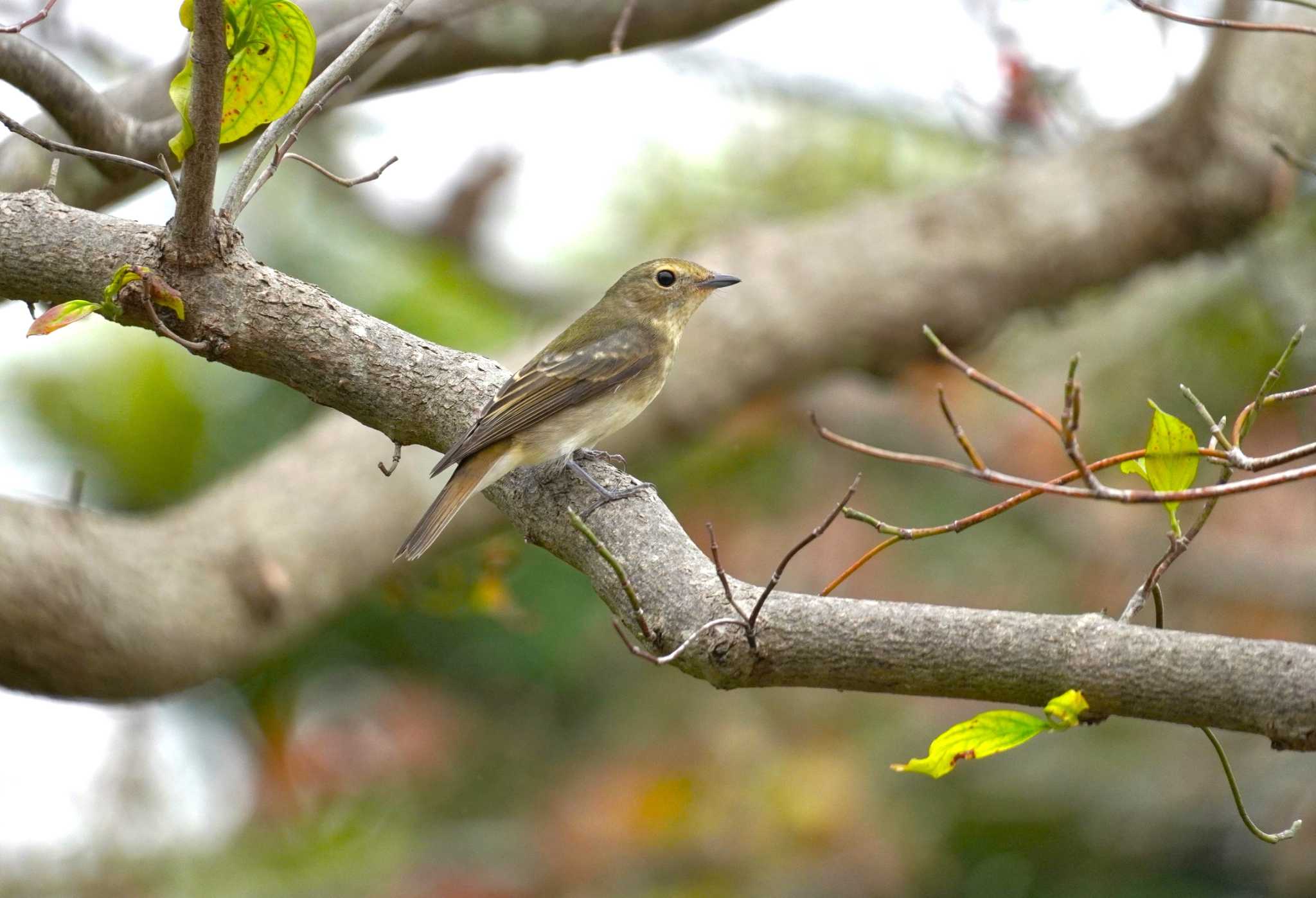 Narcissus Flycatcher