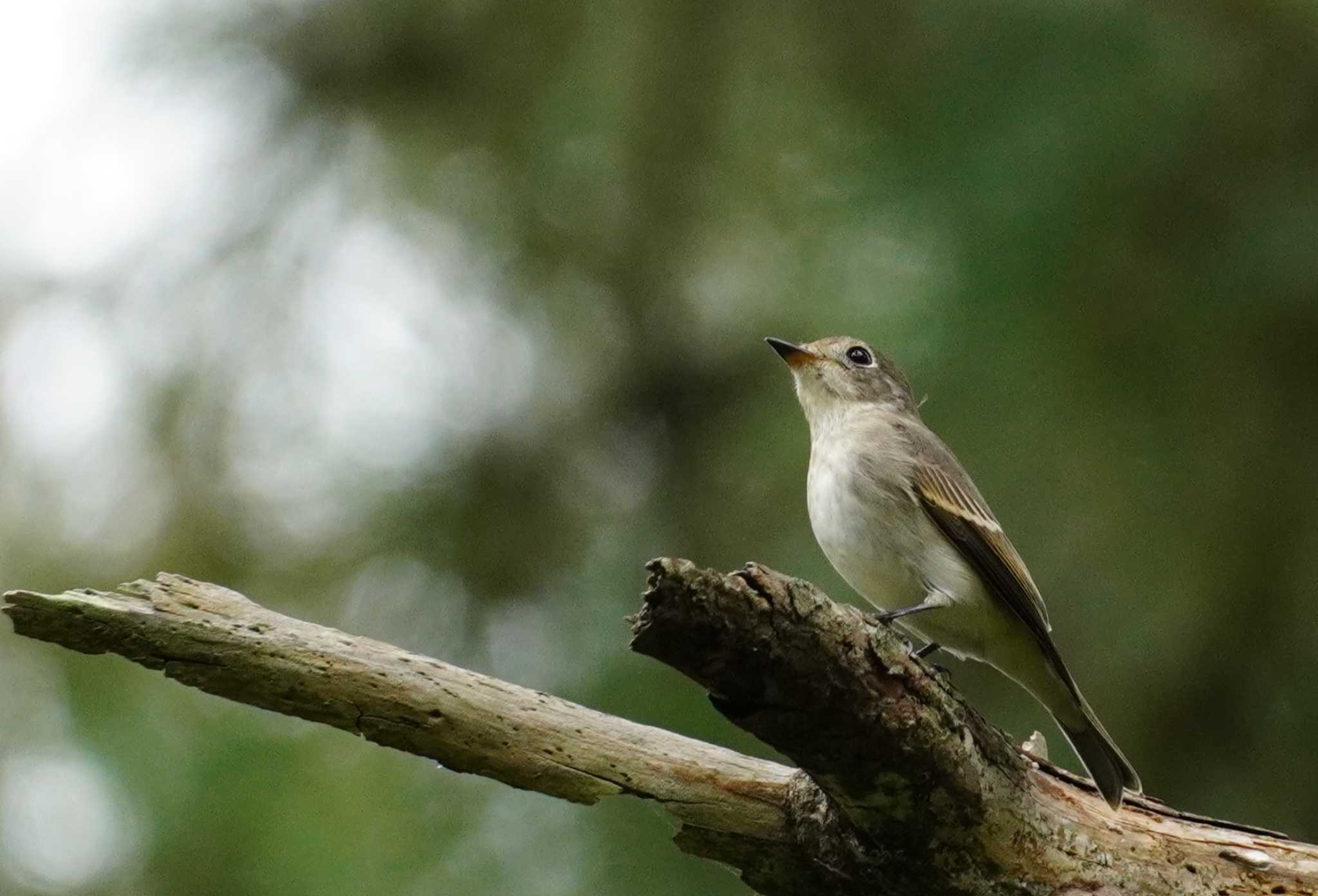 Asian Brown Flycatcher