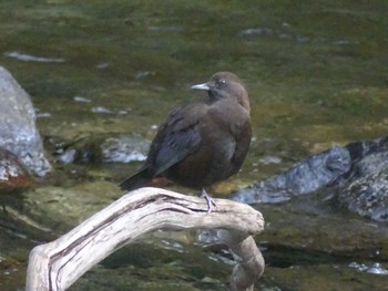 Brown Dipper 氷川キャンプ場 Wed, 10/11/2023