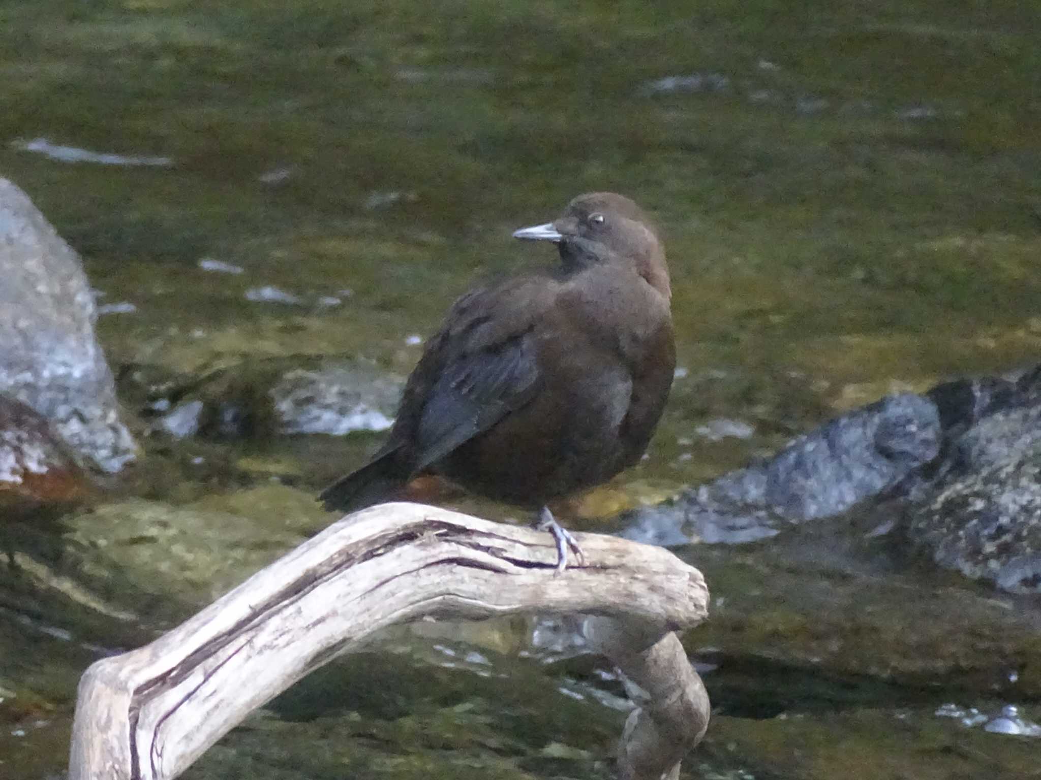 Brown Dipper