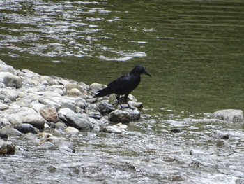 Carrion Crow 氷川キャンプ場 Wed, 10/11/2023