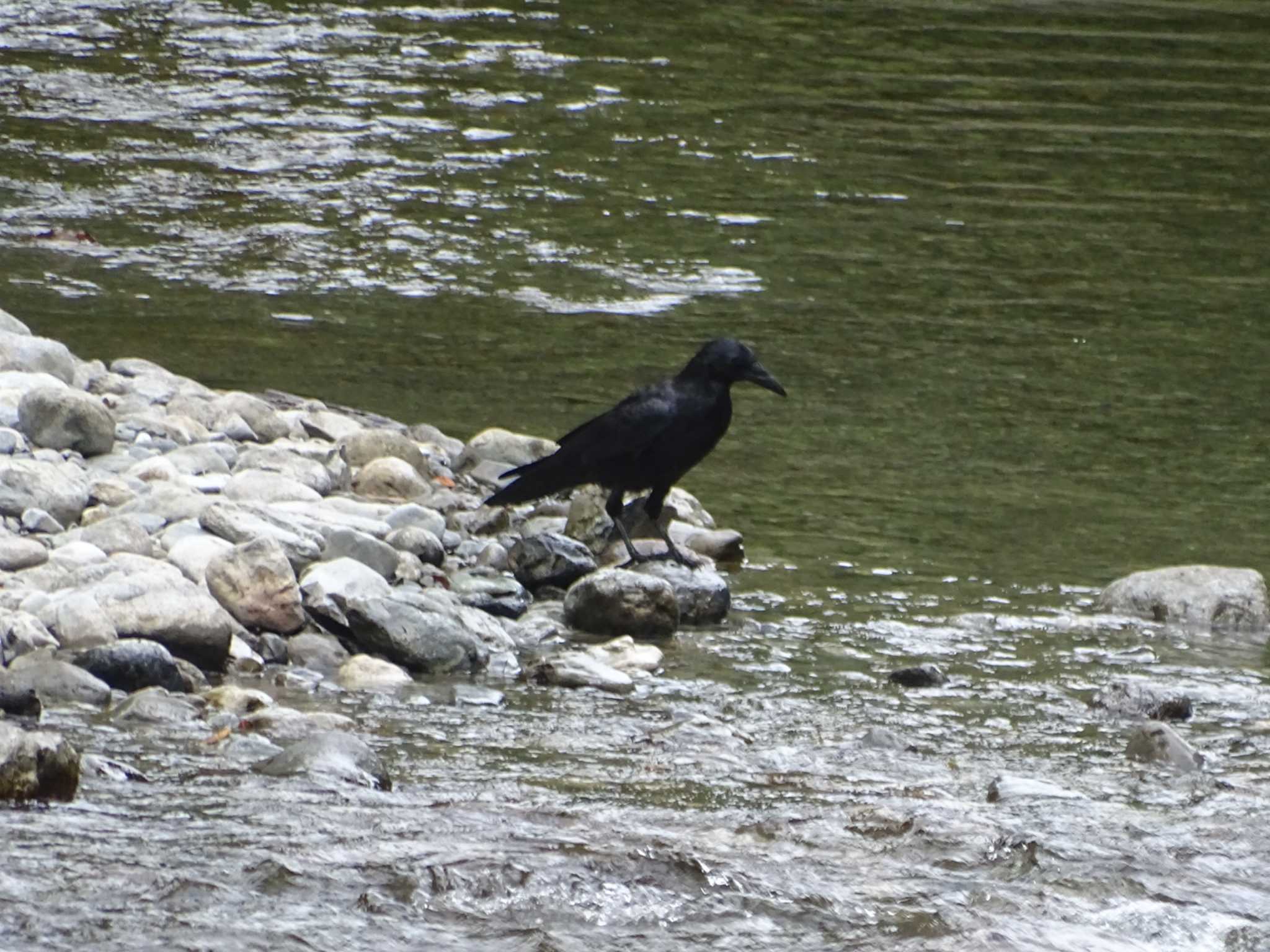 Photo of Carrion Crow at 氷川キャンプ場 by poppo