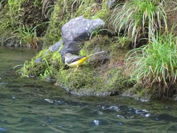 Grey Wagtail 氷川キャンプ場 Wed, 10/11/2023