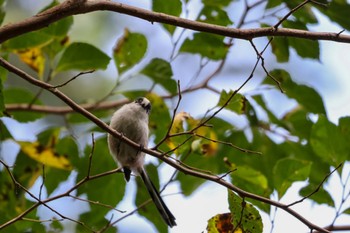 Long-tailed Tit Yatoyama Park Wed, 10/11/2023