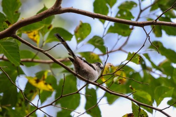 Long-tailed Tit Yatoyama Park Wed, 10/11/2023