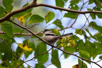 Long-tailed Tit Yatoyama Park Wed, 10/11/2023