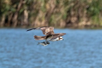 2023年10月11日(水) 高浜干拓地(茨城県)の野鳥観察記録