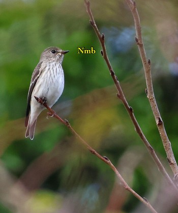 Grey-streaked Flycatcher Unknown Spots Unknown Date