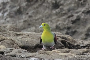 White-bellied Green Pigeon Terugasaki Beach Unknown Date